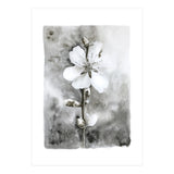 White flower (Print Only) thumbnail