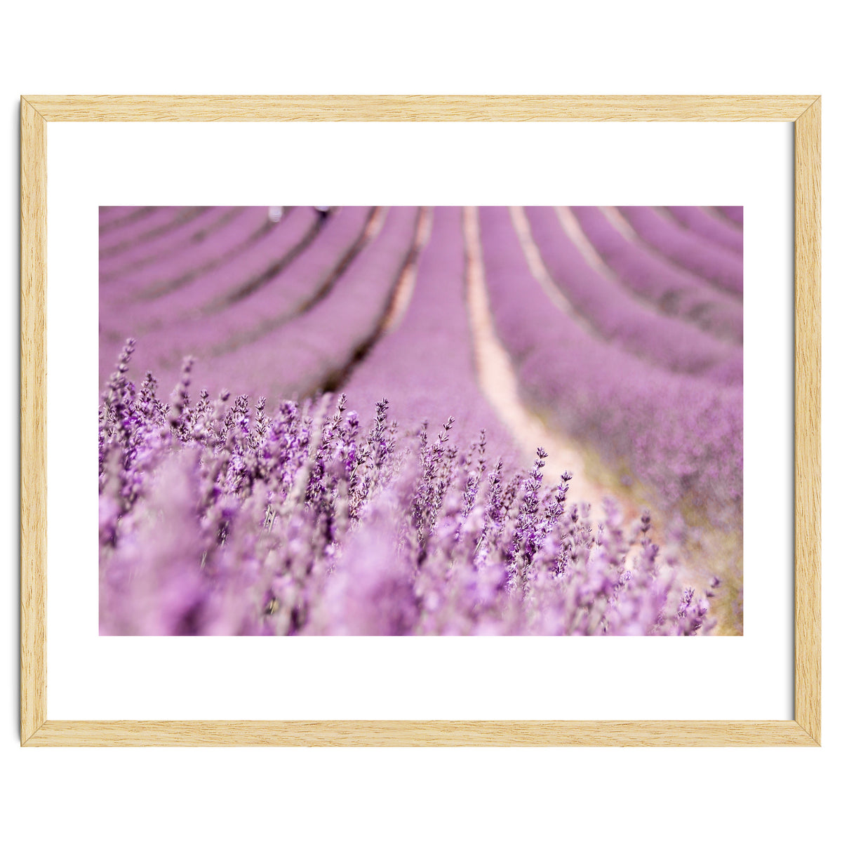 Lavender Happiness