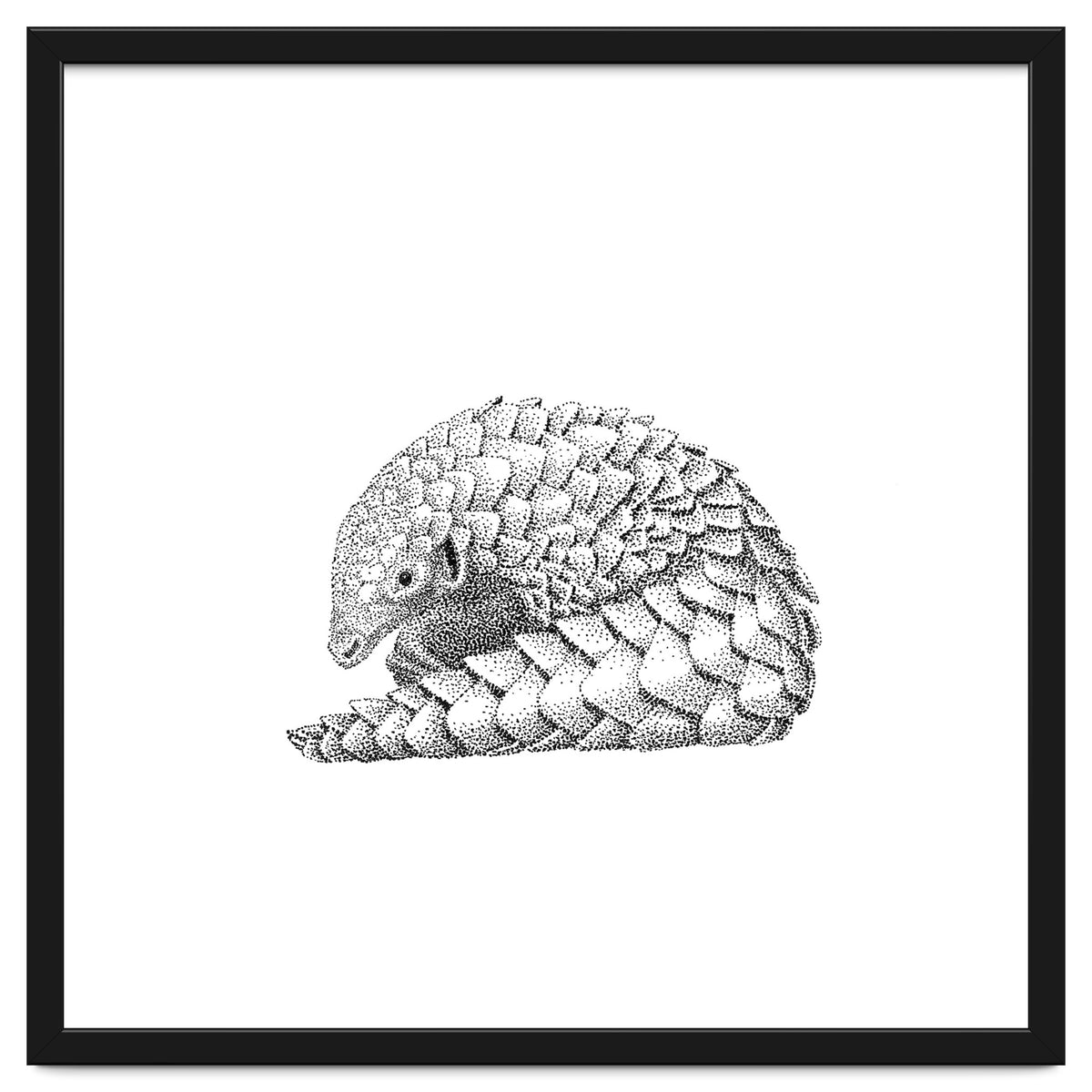 Pangolin