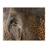 Face To Face - Elephant eye (Print Only) thumbnail