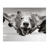 Bear Skin (Print Only) thumbnail