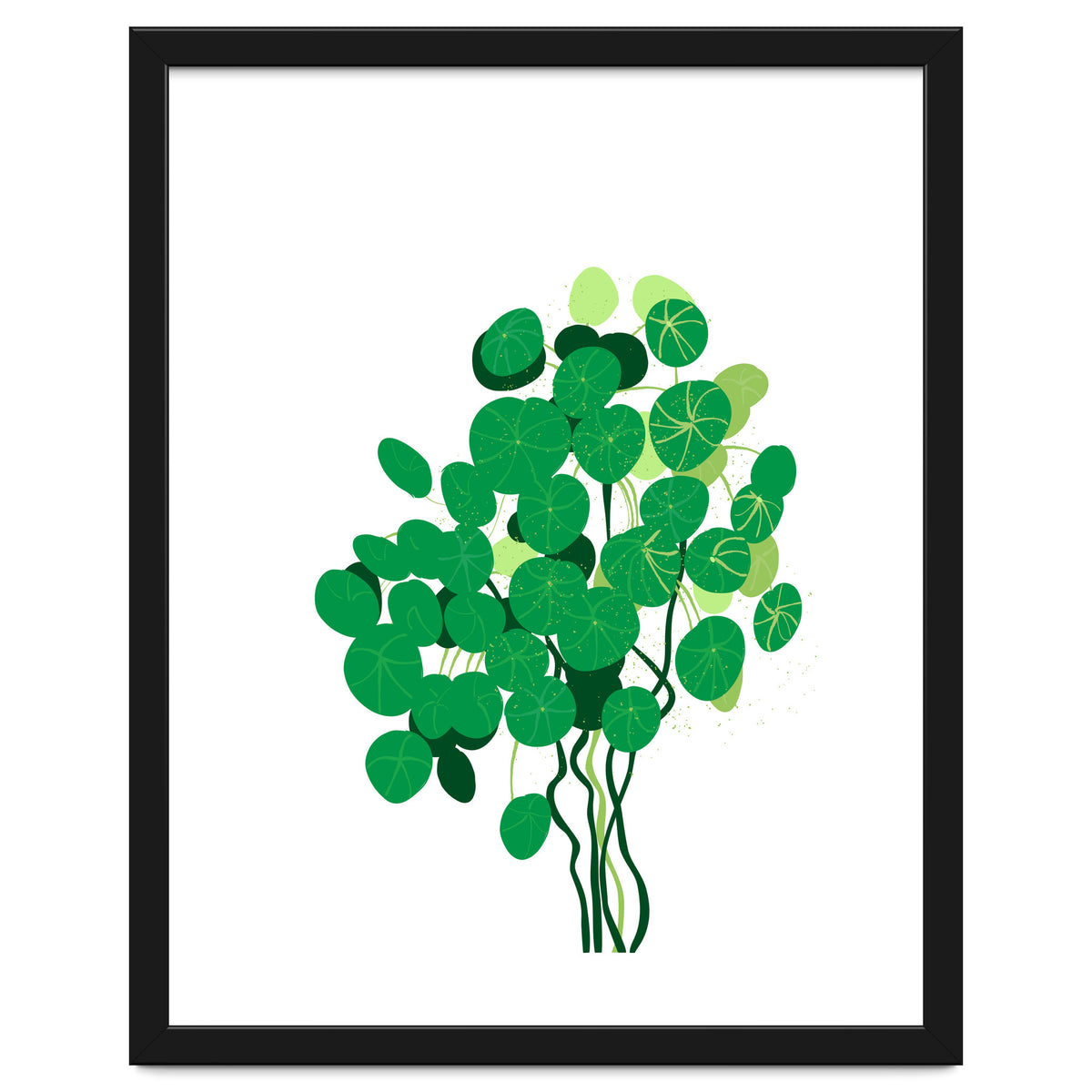 Pilea