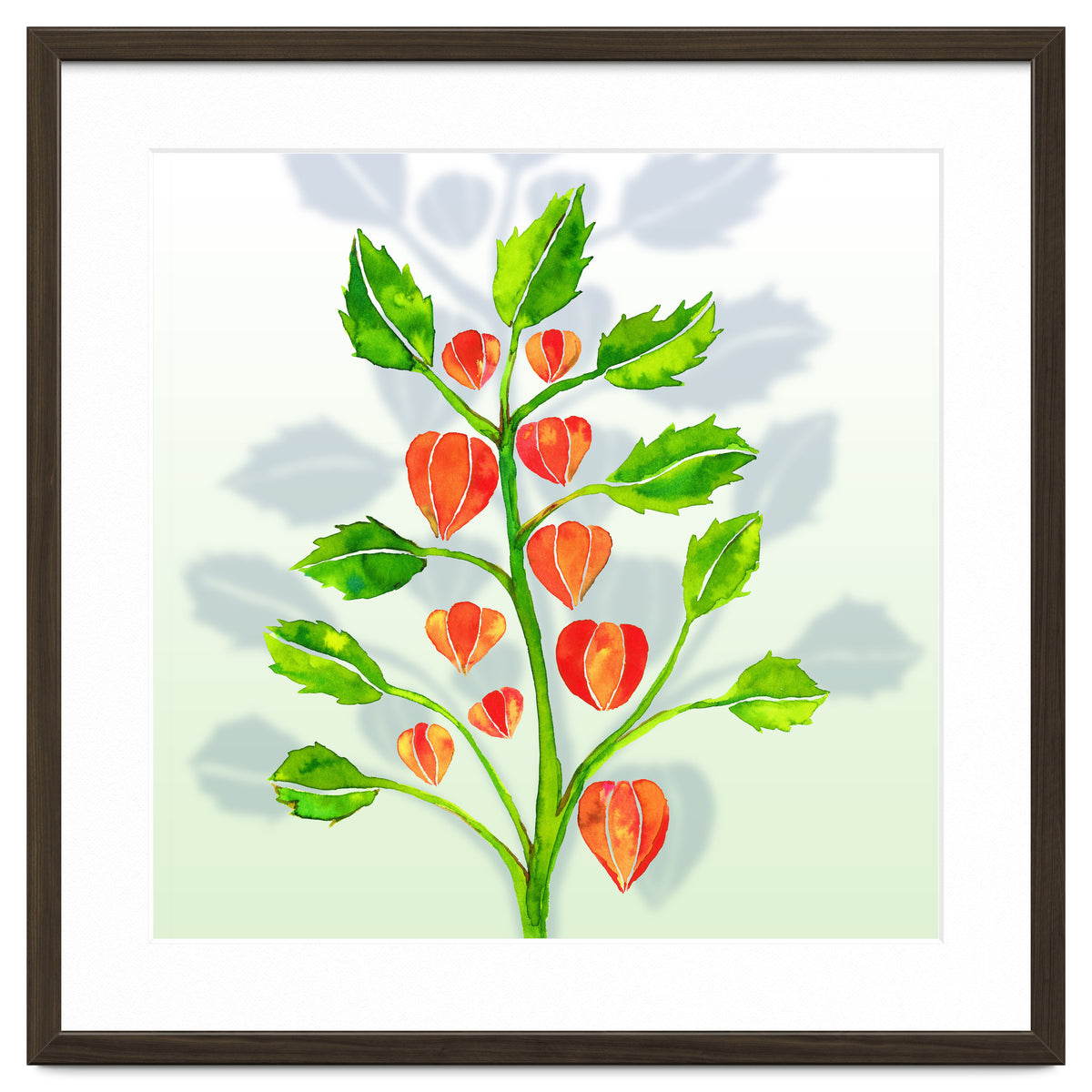 Physalis