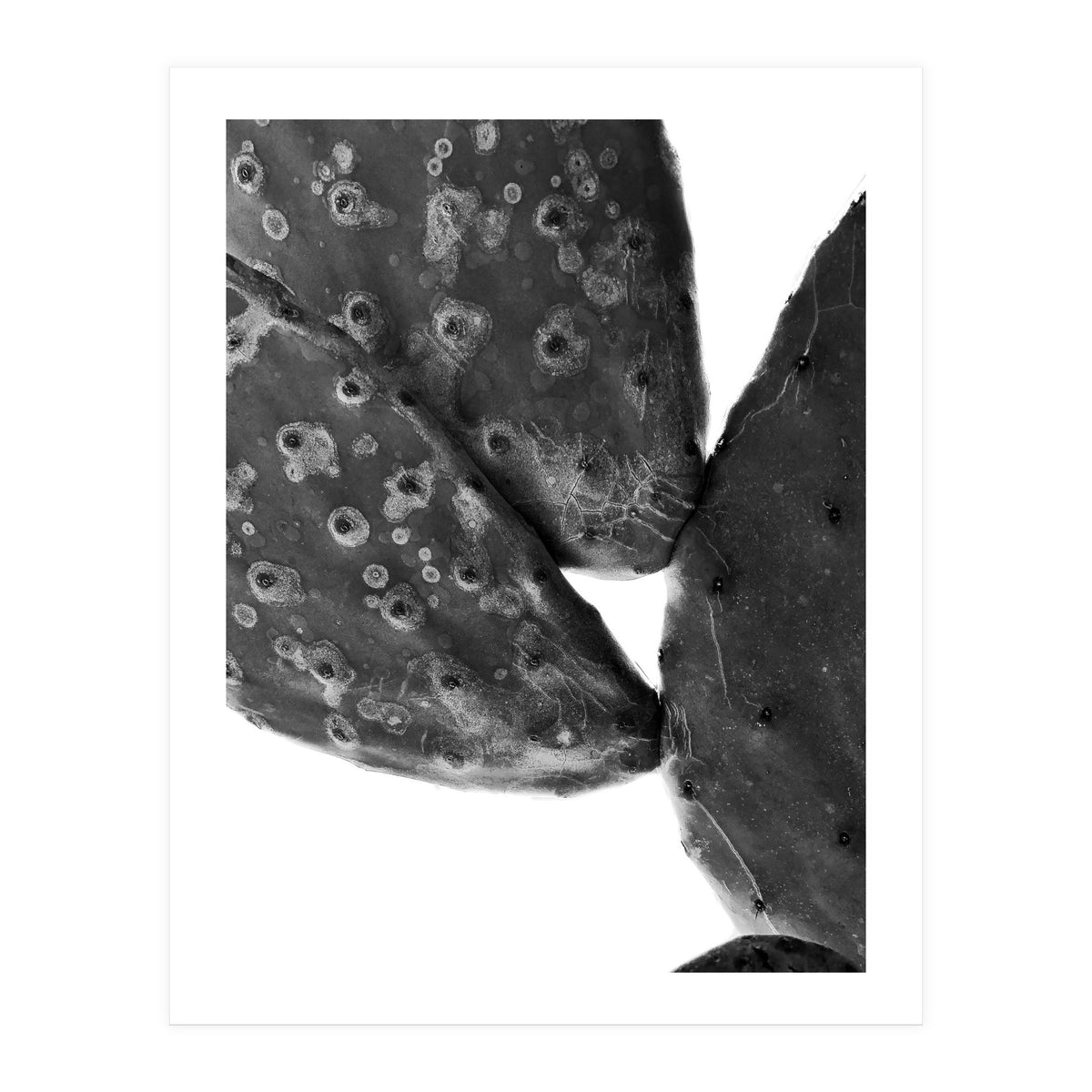 Black Cactus (Print Only)