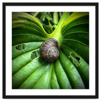 Snail on a hosta leaf