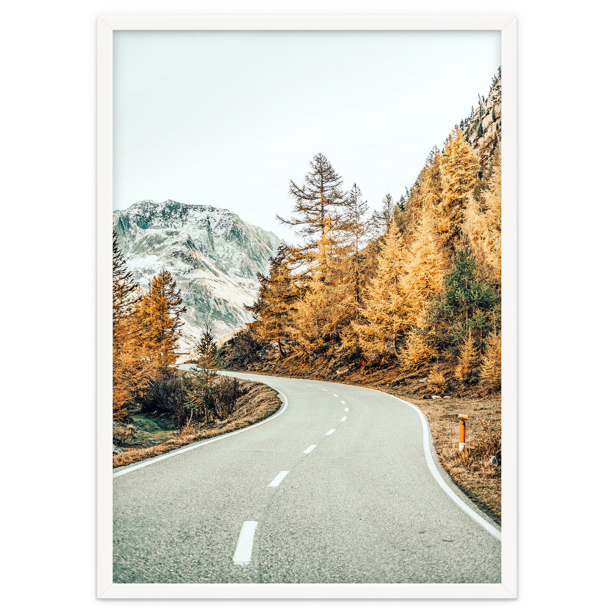 Snow and Golden Pine