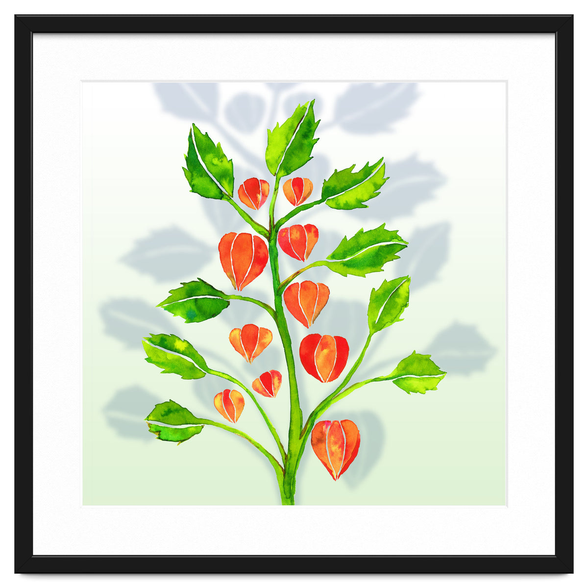 Physalis