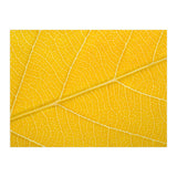 Autumn Leaf (Print Only) thumbnail