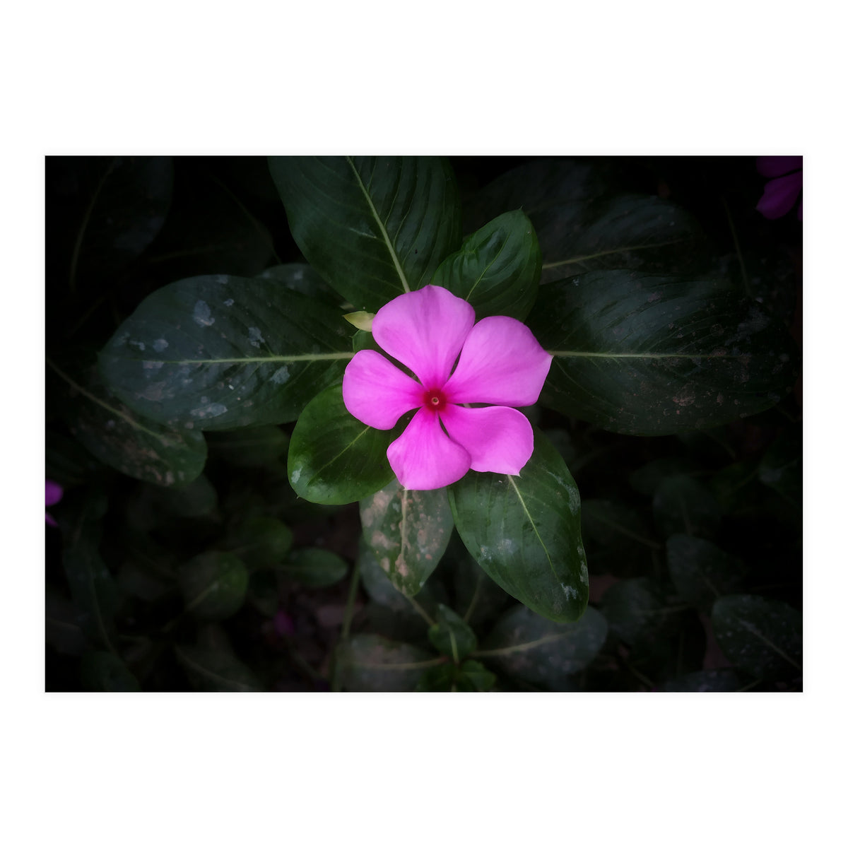 Floral vibes (Print Only)