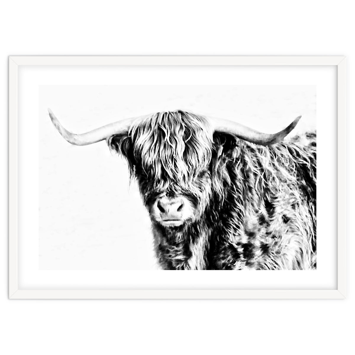 Highland bull