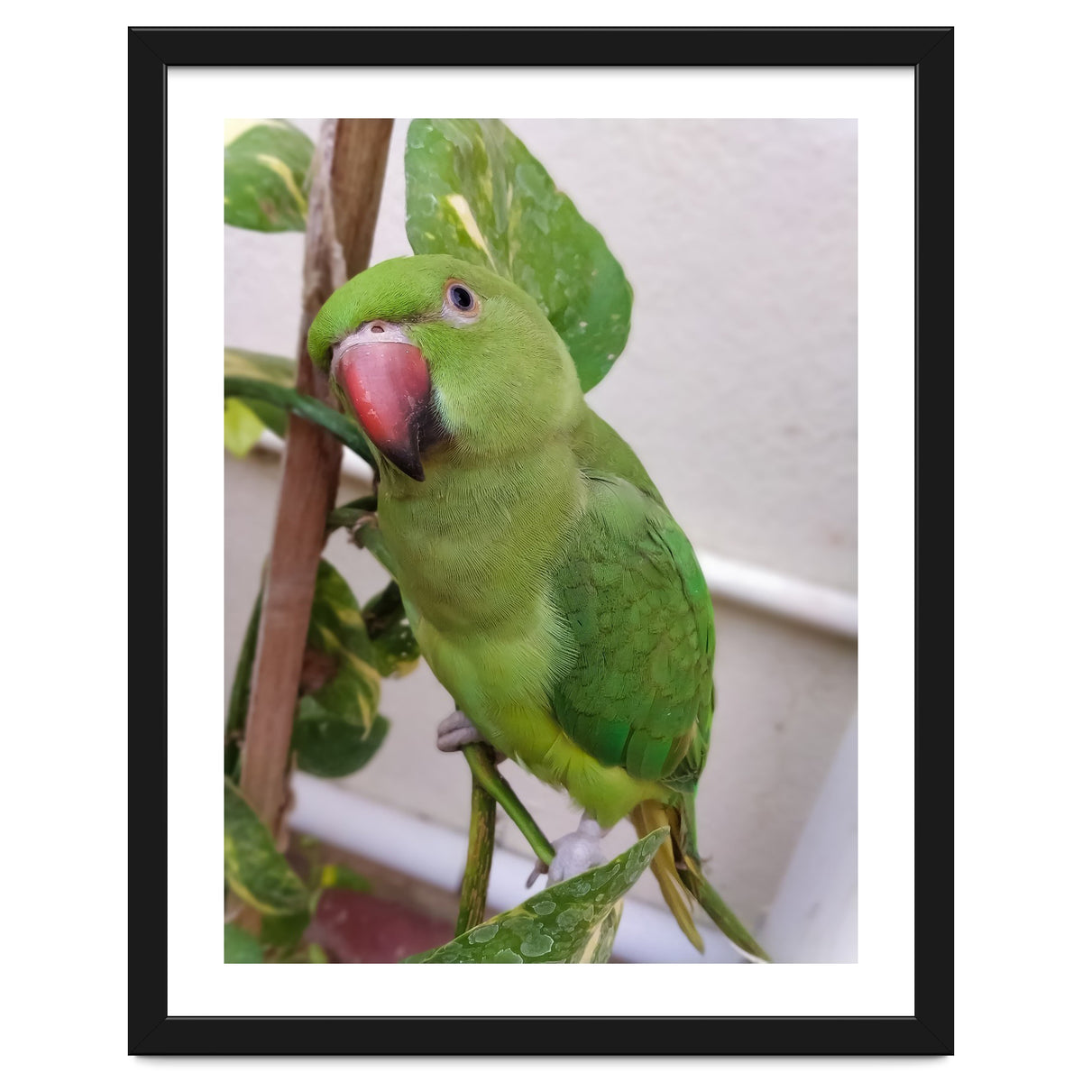Posing Indian Parrot