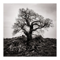 Gnarled Tree (Print Only)