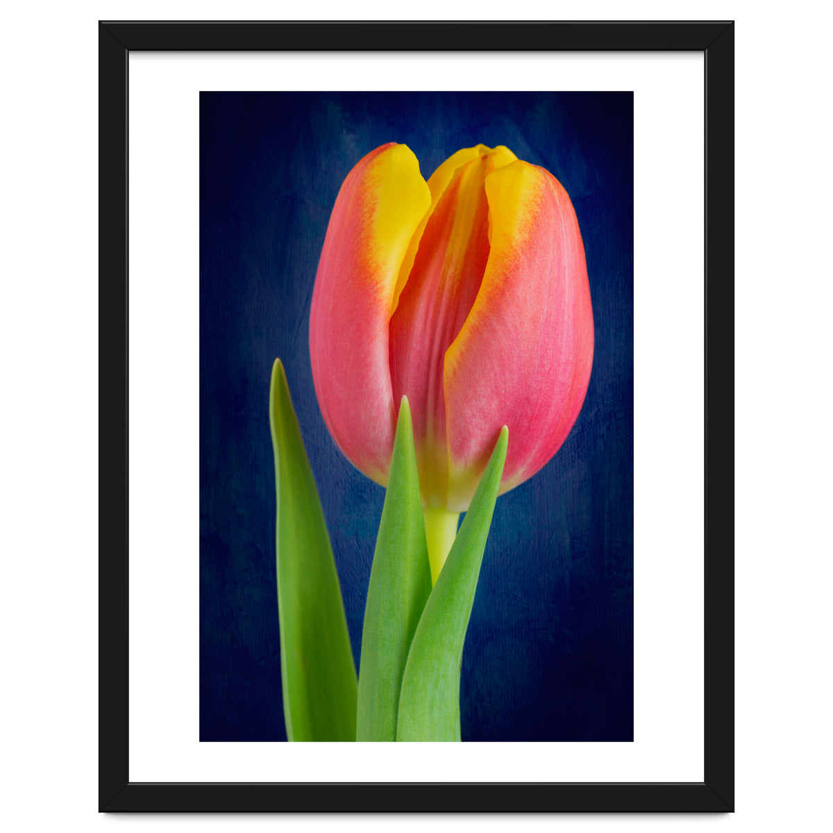 Tulip