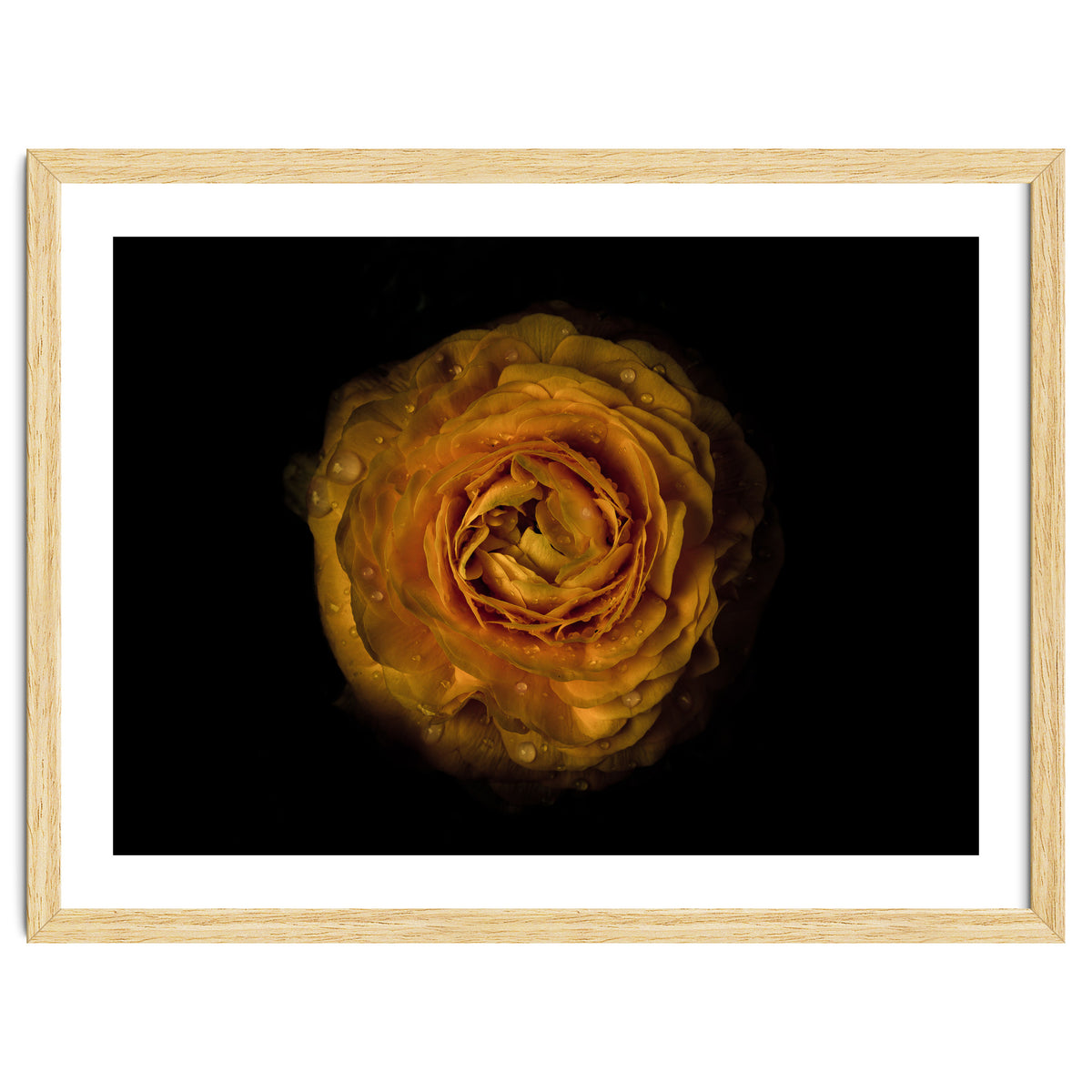 Backyard Flowers No 73 Color Version