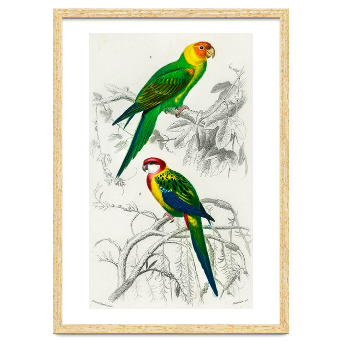 Different types of birds illustrated