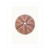 Cc Shell 04 (Print Only) thumbnail