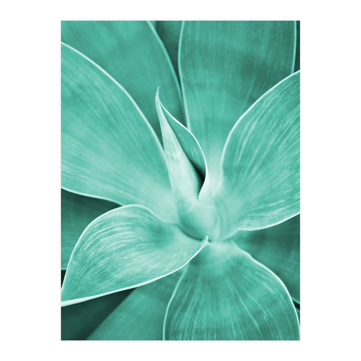 Agave (Print Only)