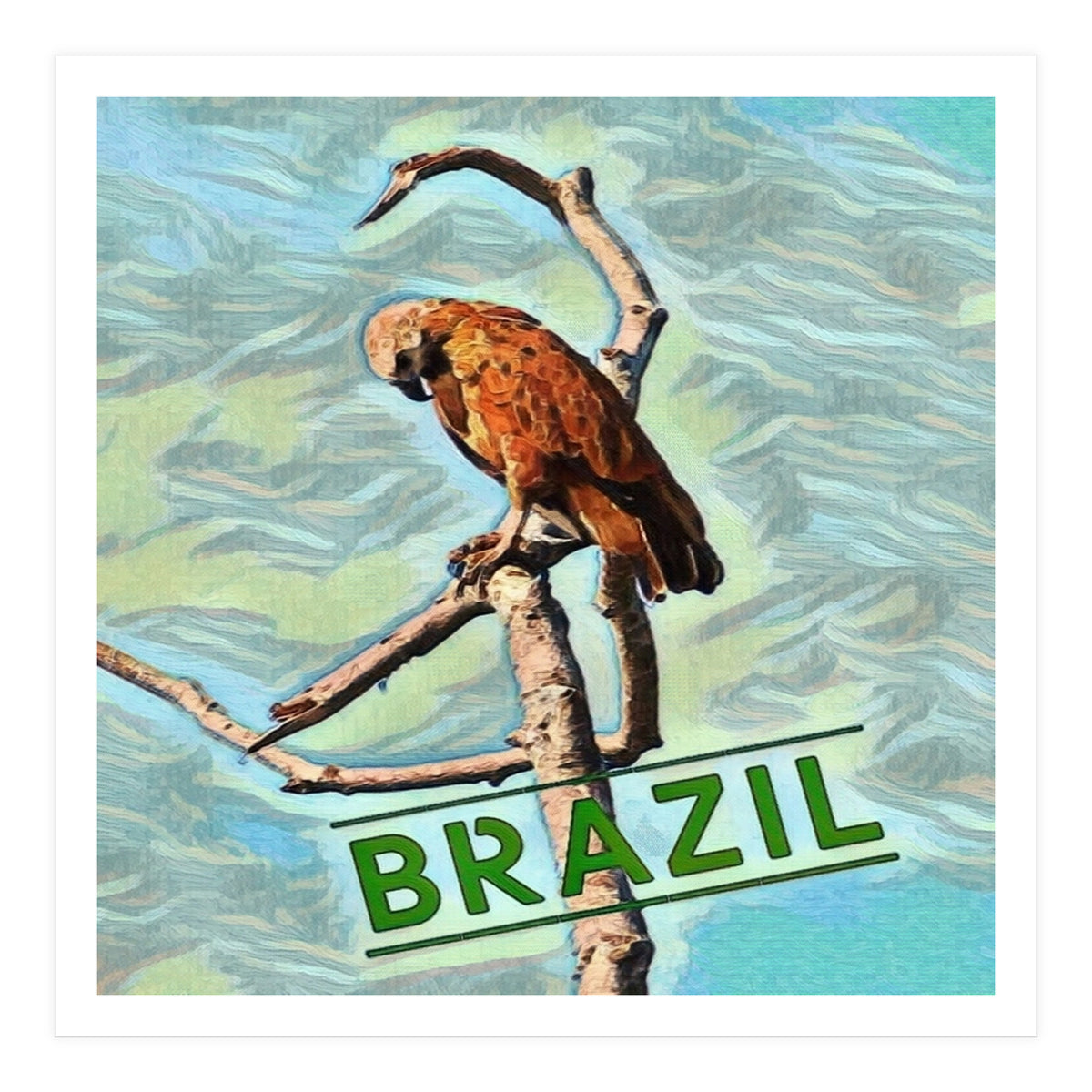 Brazilian resting Eagle (Print Only)