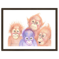 Orangutan Babies