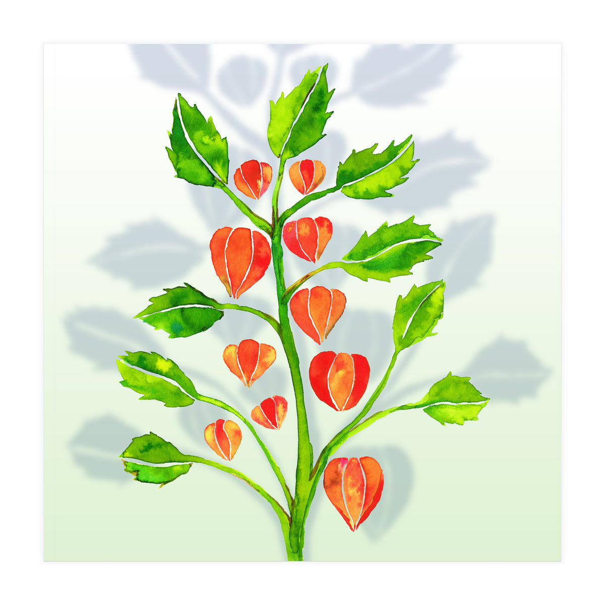 Physalis (Print Only)