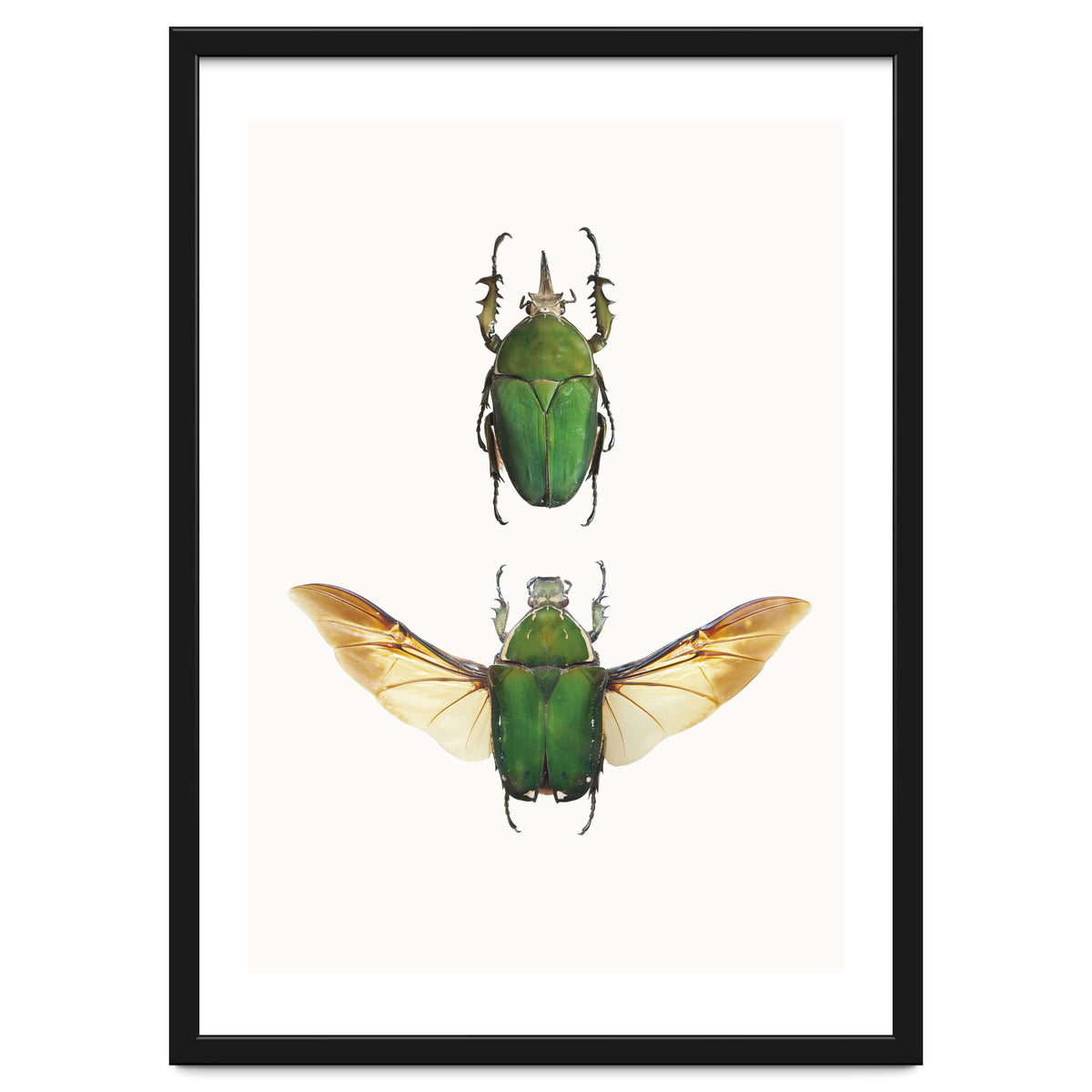 Cc Insects 02