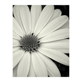 Simplicity  (Print Only) thumbnail