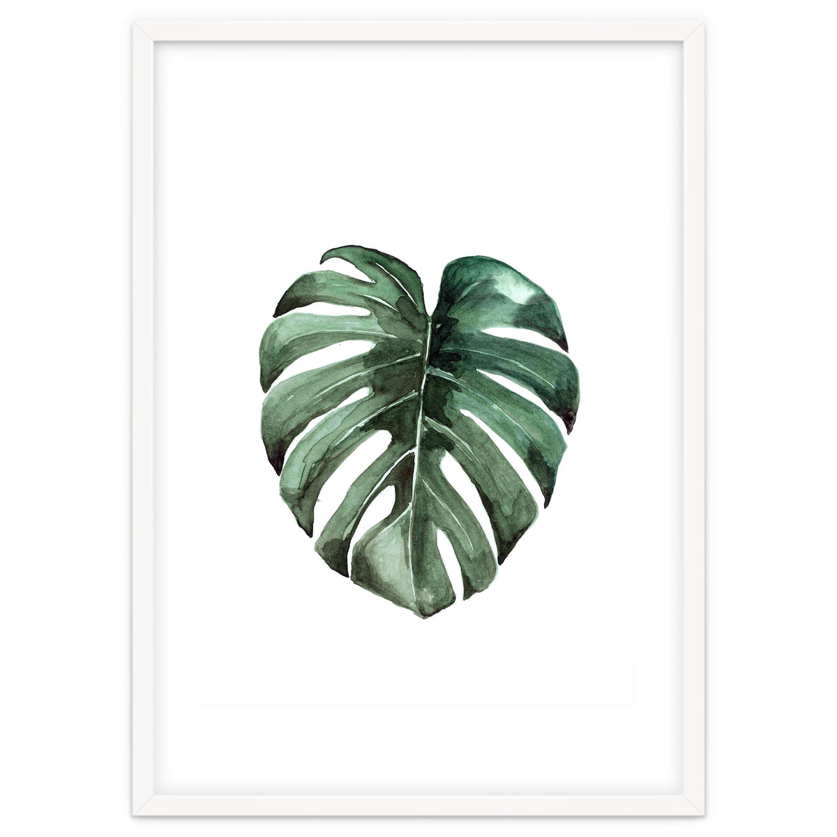Botanical Illustration Monstera Deliciosa
