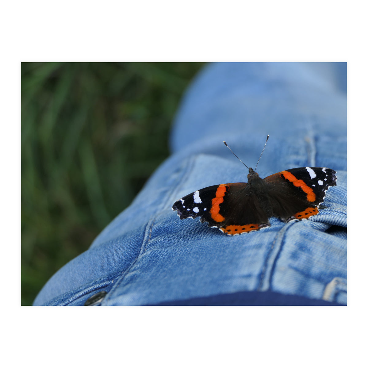 Friendly Butterfly (Print Only)