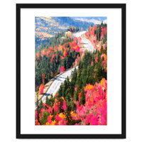 Valley of Pink Trees | Fantasy Pop of Color Forest Nature | Jungle Adventure Road Trip Pine