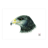 Black-chested buzzard-eagle (Print Only) thumbnail
