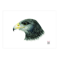 Black-chested buzzard-eagle (Print Only)