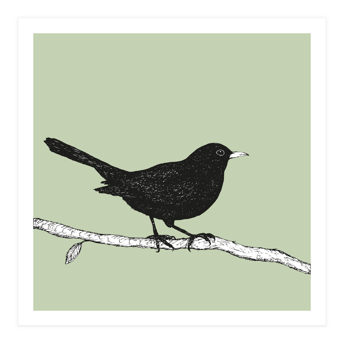 Blackbird pen drawing (Print Only)