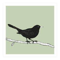 Blackbird pen drawing (Print Only)