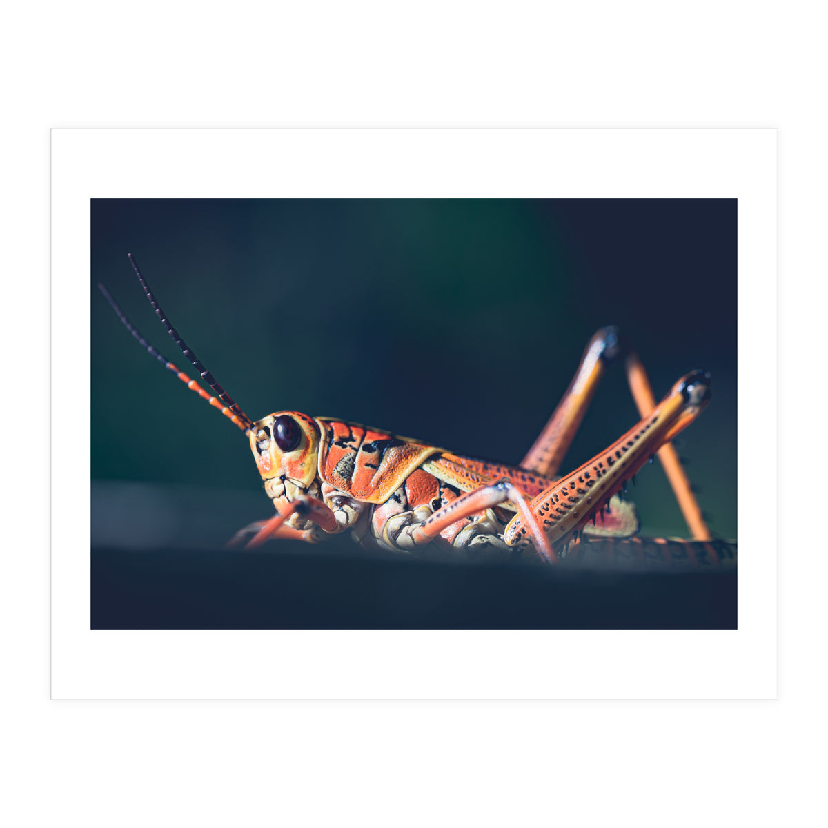 Armor (Print Only)