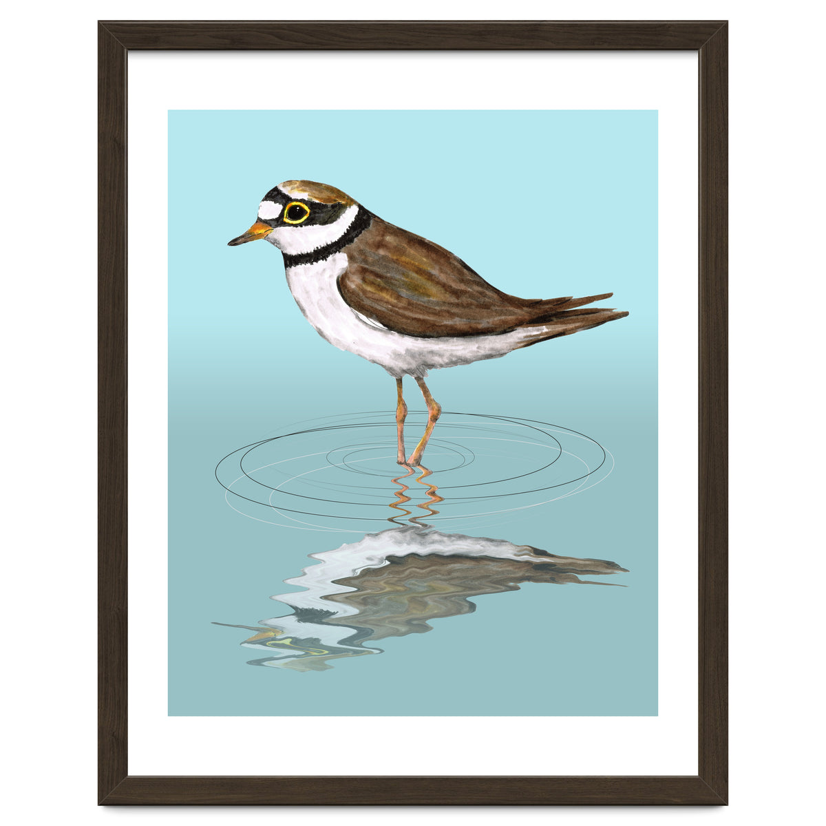 Little ringed  plover