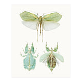 Cc Insects 07 (Print Only) thumbnail
