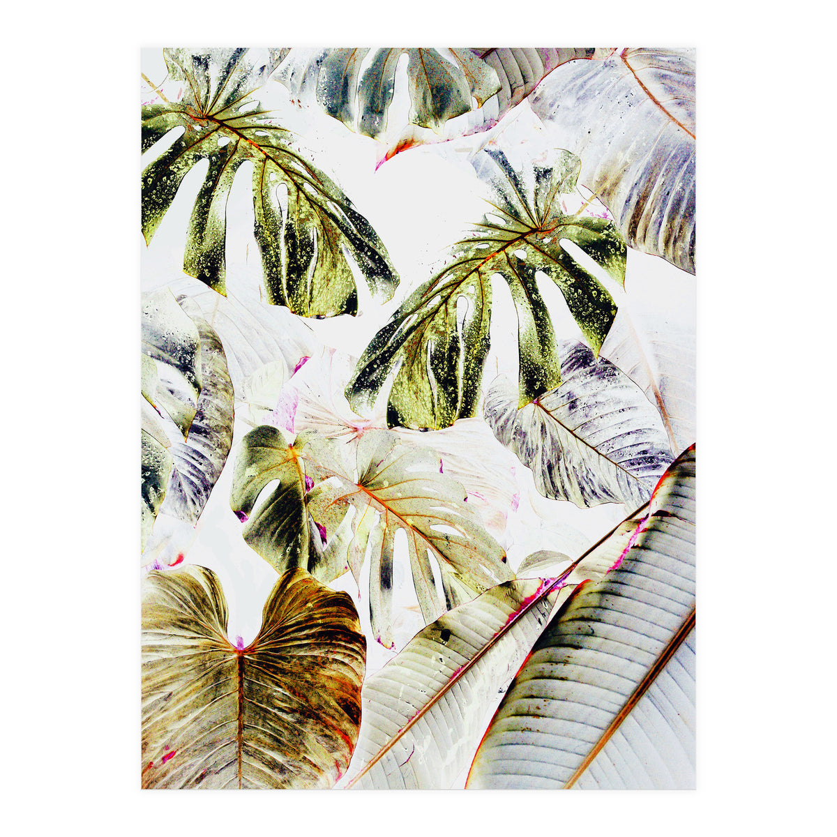 Vintage Tropica (Print Only)