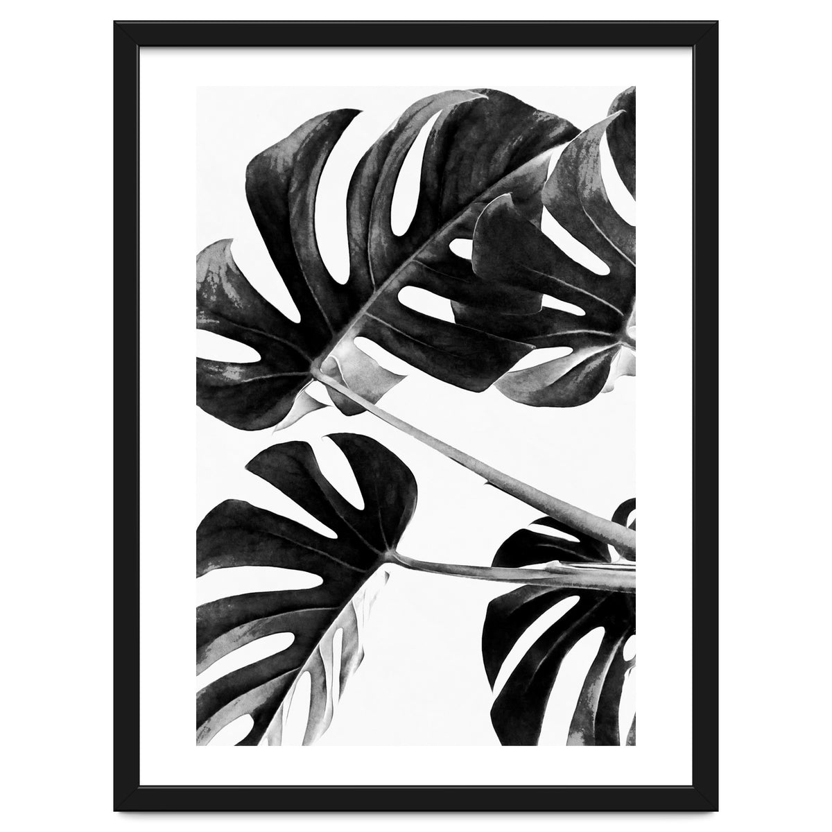 Monstera Black And White 05