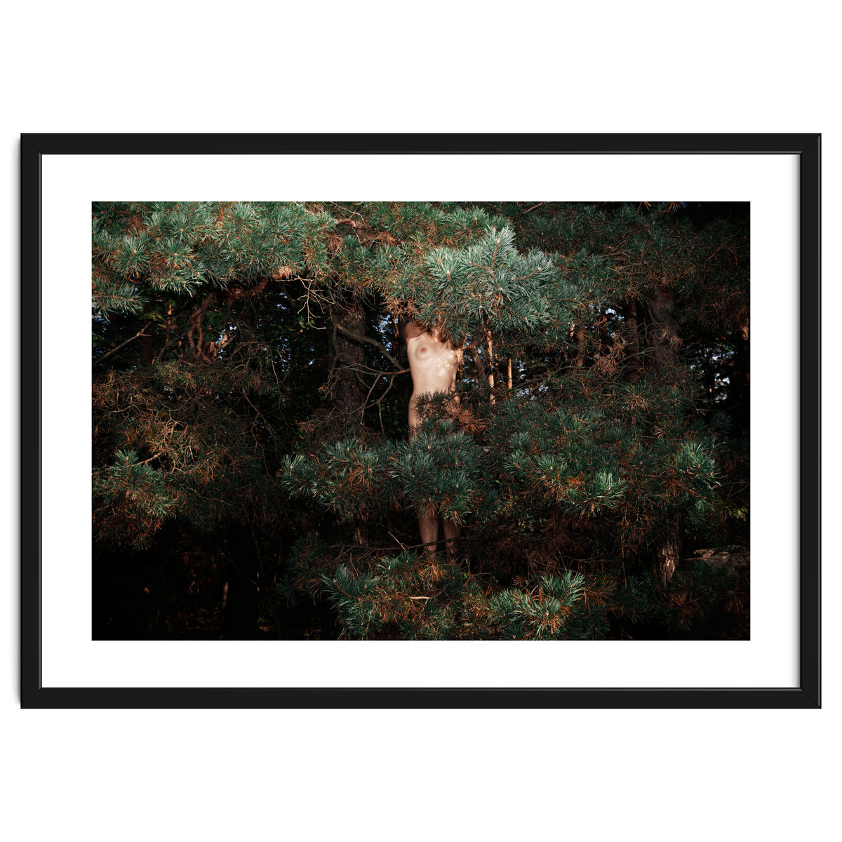 The Eyes of the Forest