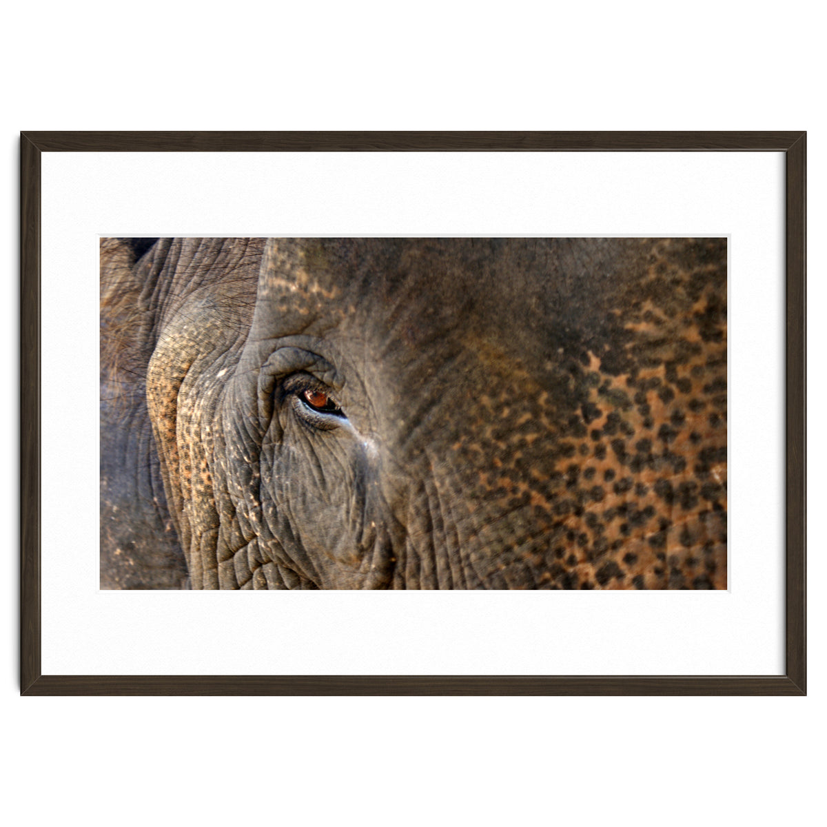 Face To Face - Elephant eye