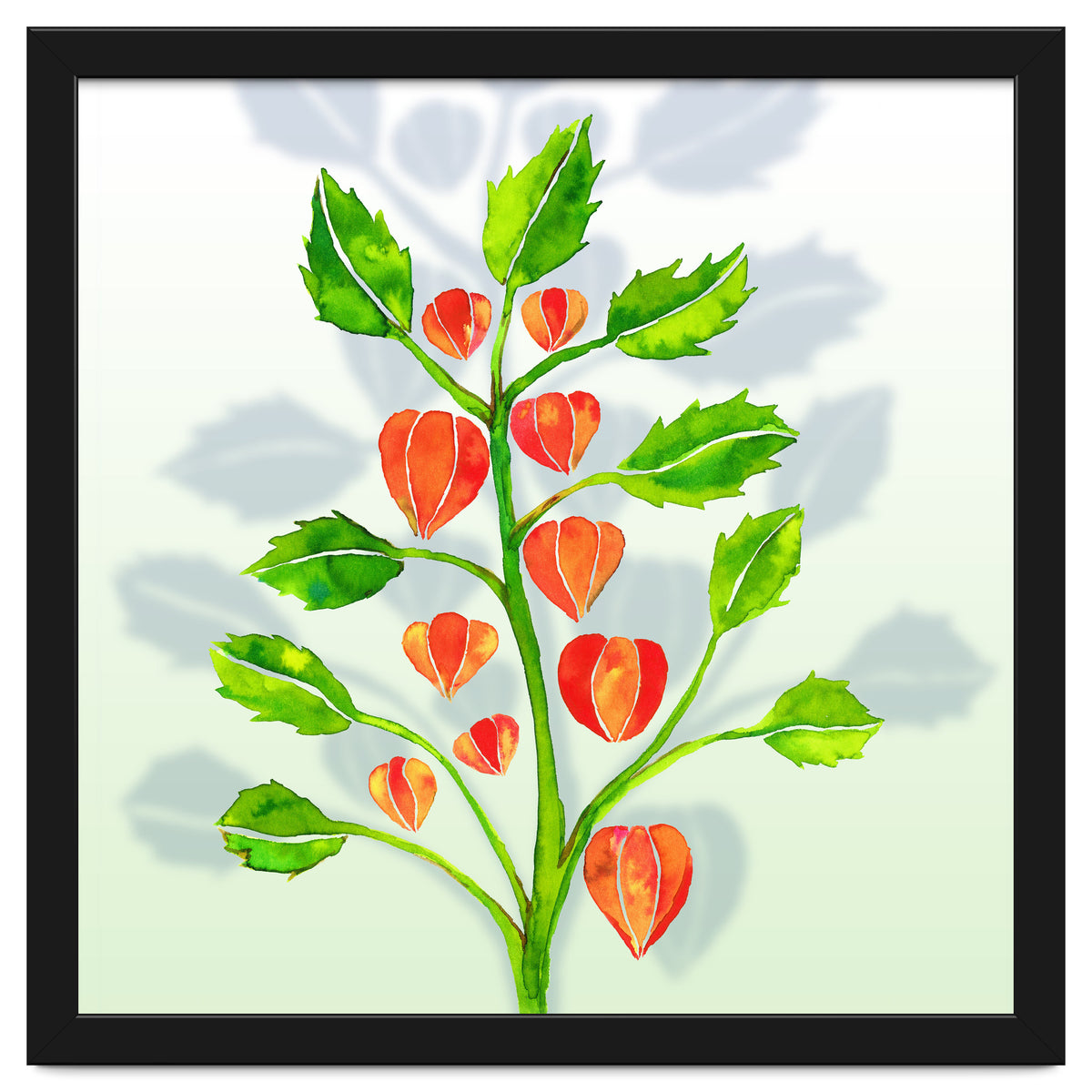 Physalis