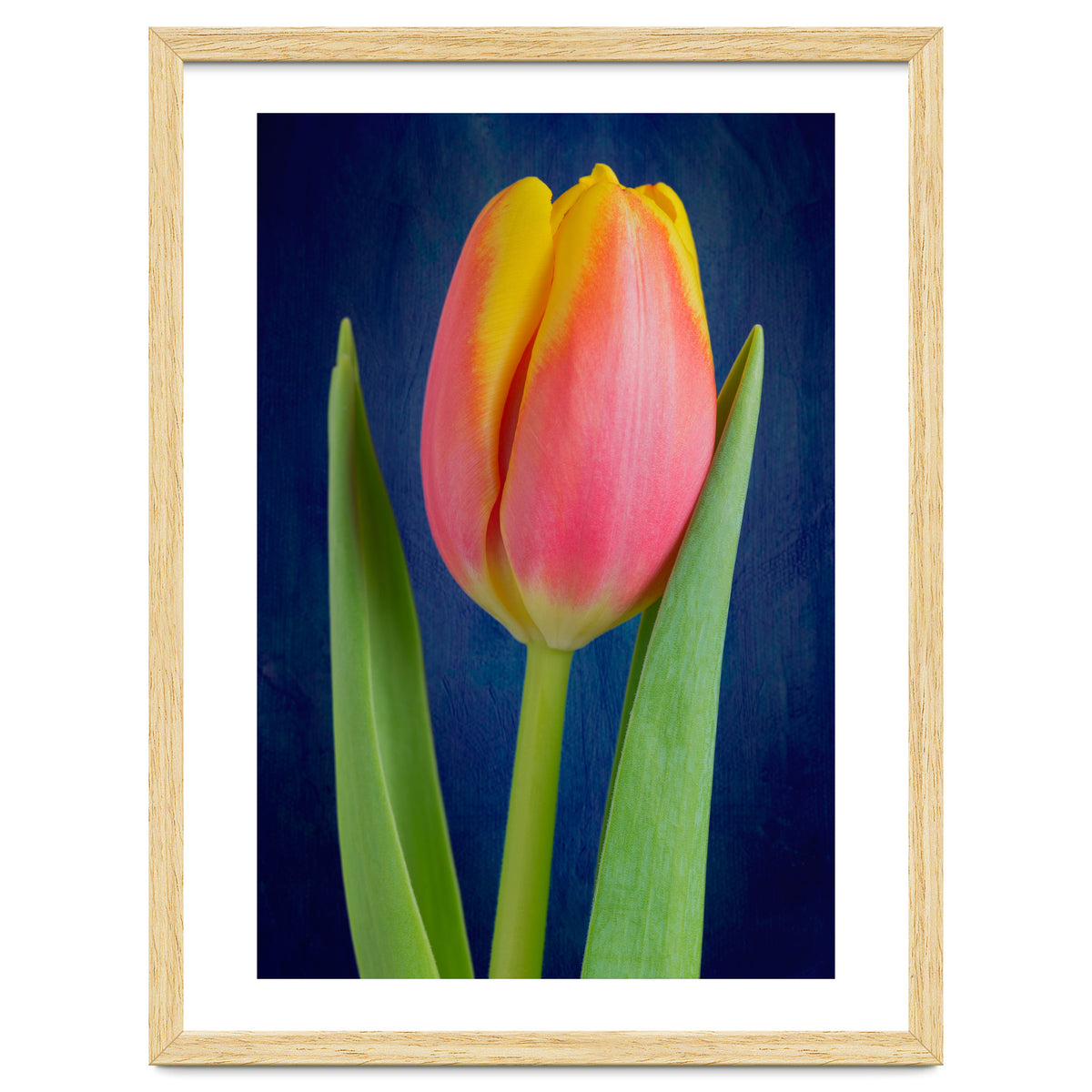 Tulip