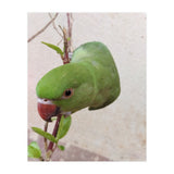 My Cute Parrot (Print Only) thumbnail