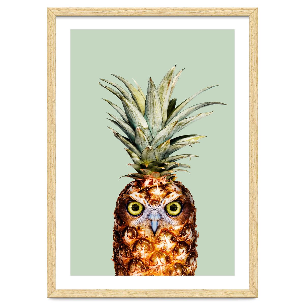 Pineapple Owl