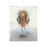Reddish Egret (Print Only) thumbnail