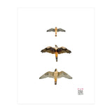 Falconidae n.1 (Print Only) thumbnail