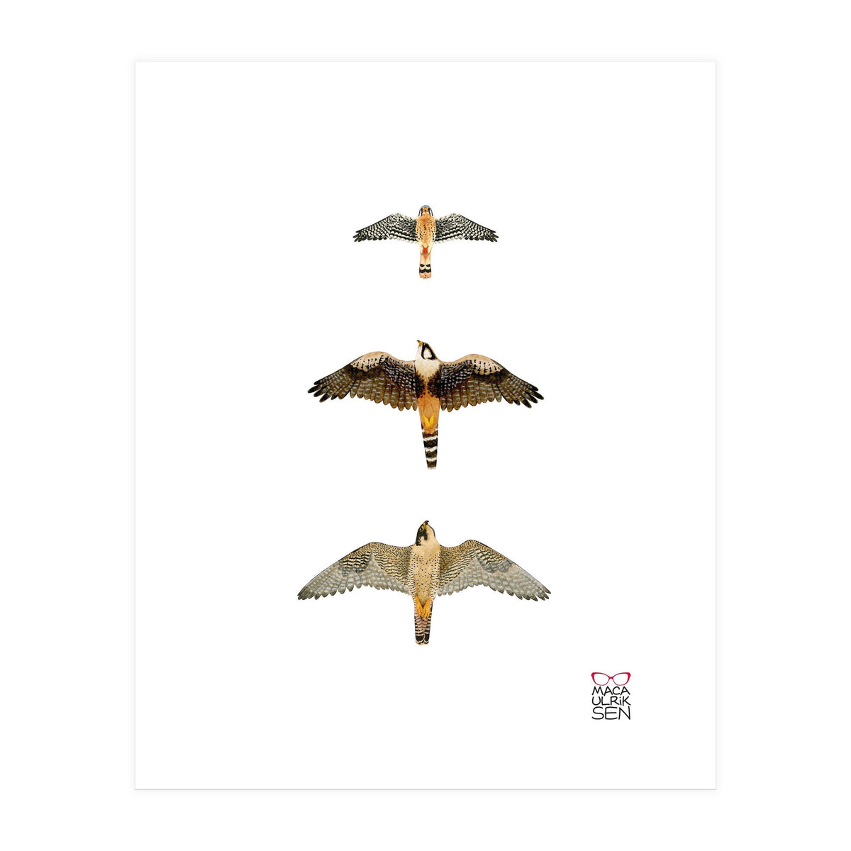 Falconidae n.1 (Print Only)