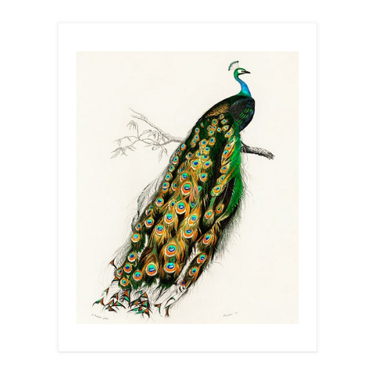 Indian peafowl illustrated (Print Only)