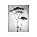 Sedum (Print Only) thumbnail