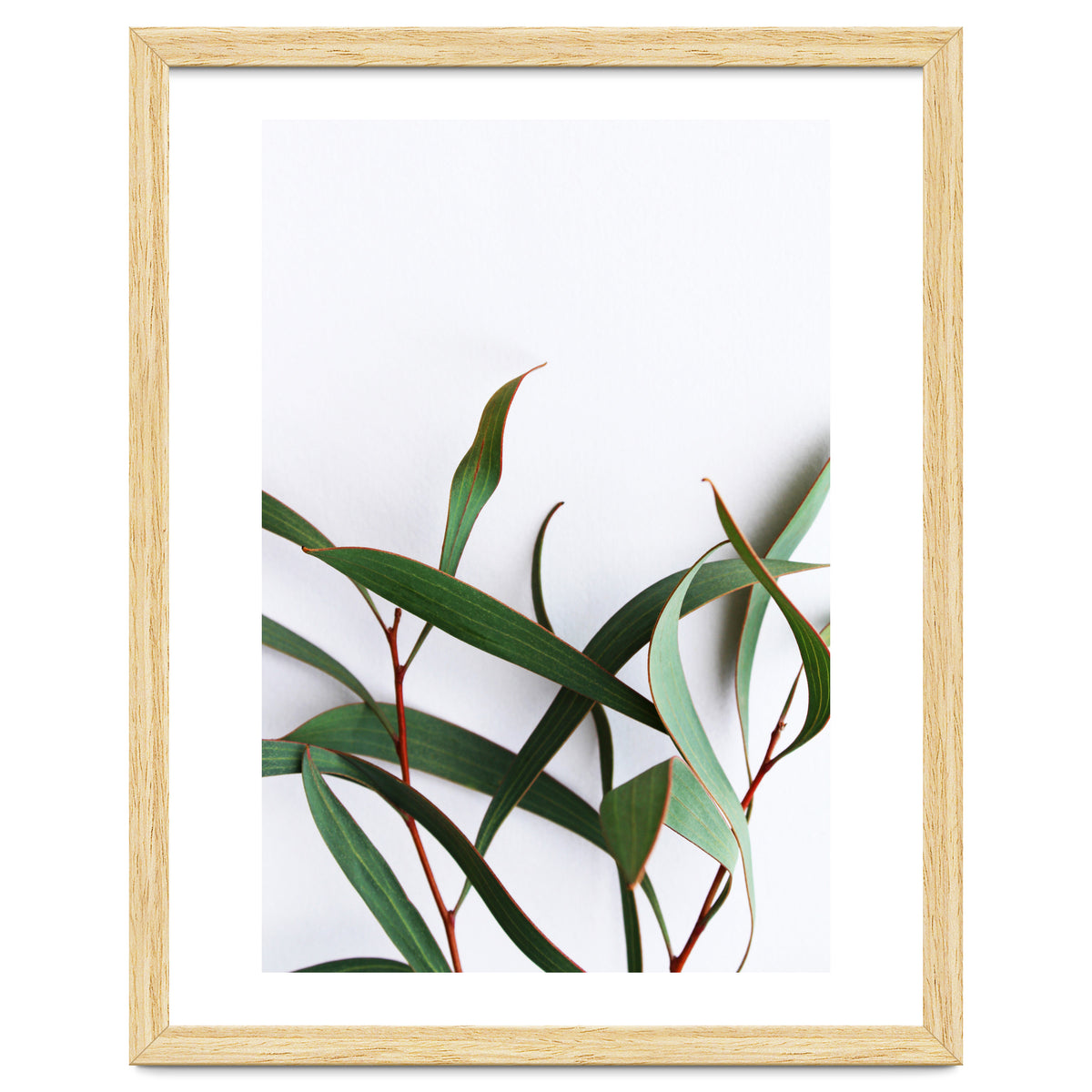 Green Eucalyptus leaves